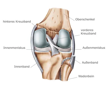 Anatomie Knie