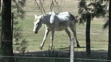 Schmerzgeplagtes Pferd