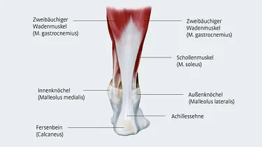 Anatomie Achillessehne