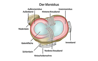 Meniskus