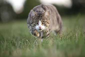 Eine getigerte Katze schleicht über eine Wiese.