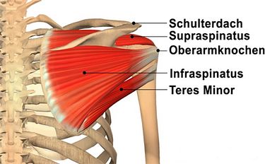 Rotatorenmanschette