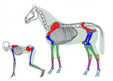 Anatomie Mensch und Pferd